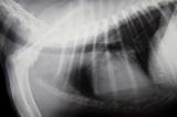 Radiographie thorax rambouillet